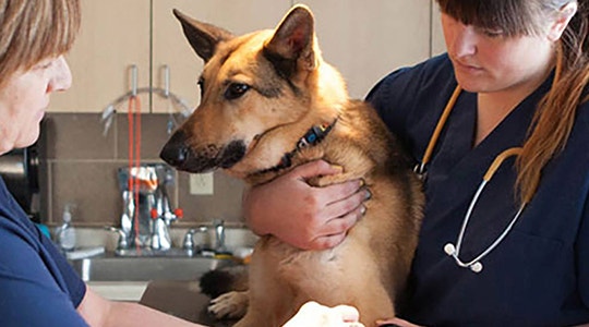 Treating Paw Pad Injuries
