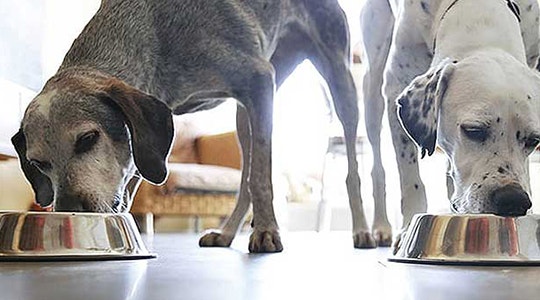 Which Is Best: Dry Dog Food or Wet Dog Food?