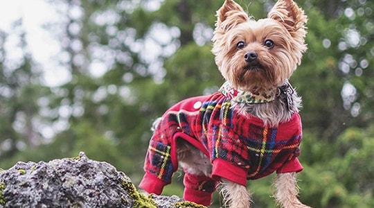 6-ways-help-your-small-dog-live-large-540x300