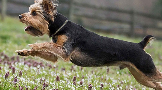 all-about-yorkies-hair-540x300