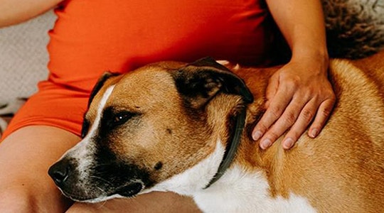 can-dogs-sense-human-pregnancy-540x300