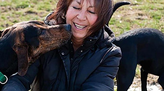 celebrate st pattys day your dog