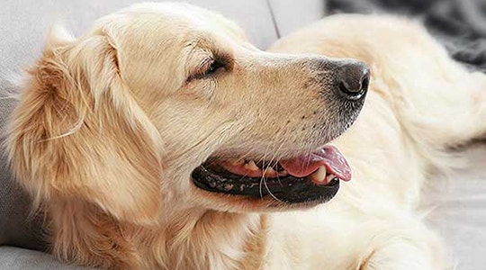 coping-goldens-shedding-540x300