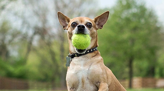 dealing-your-dogs-energy-bursts-540x300