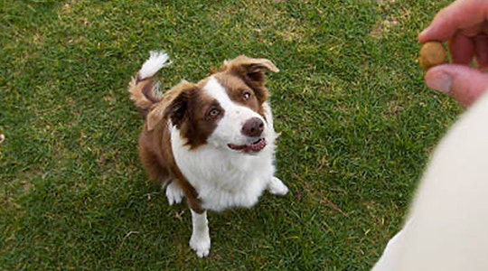 Give Your Dog a Healthy Valentine