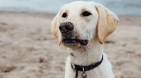 Help! My Lab Won’t Retrieve