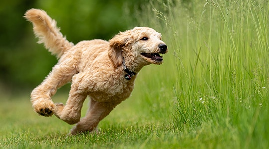 Help Your Dog Rediscover His Inner Puppy