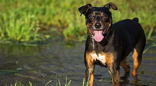 Hiking With Your Dog