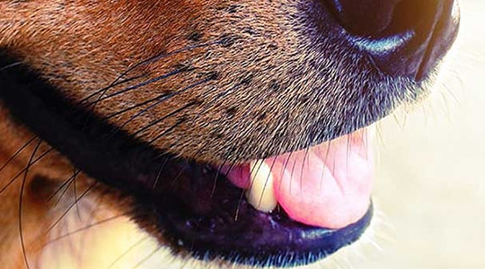 How to Get Rid of Bad Dog Breath