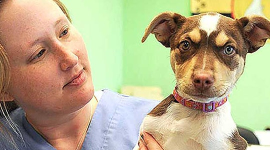 How To Take Your Dog’s Temperature