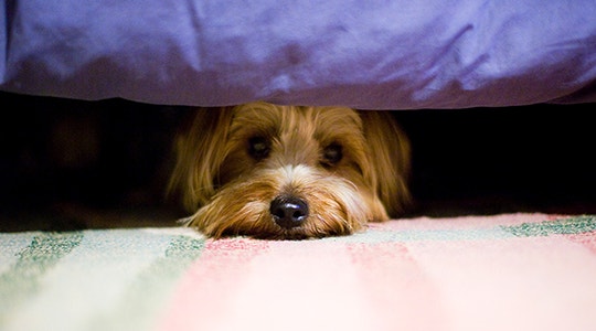 july-fireworks-keeping-them-calm-540x300