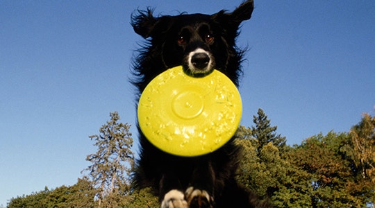 The Serious Benefits of Play