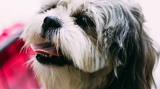 pedigree panting shih tzu renal displasia header