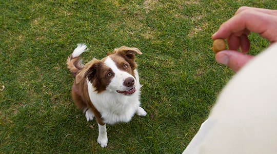 teaching-commads-540x300