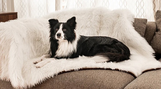 training your puppy stay furniture