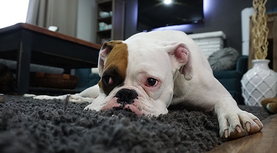 dog on a carpet