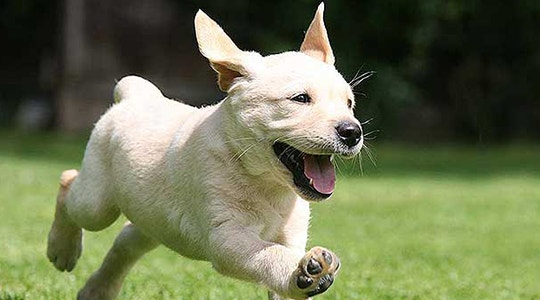 what-my-puppy-telling-me-decoding-puppy-behavior-540x300