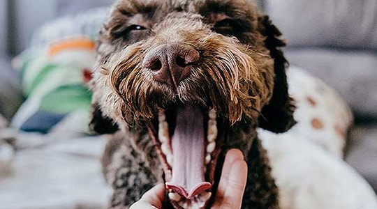 fluffy brown dog with teeth showing