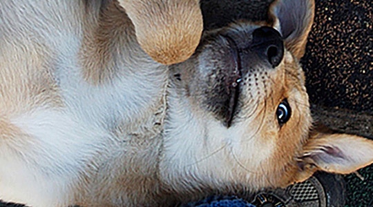 when-your-older-dog-gets-too-clingy-540x300