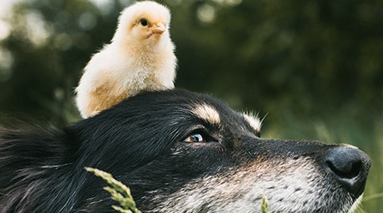 chick on dog head