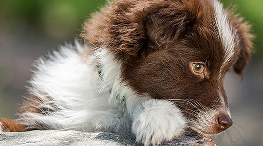 why-does-my-dog-chew-his-leg-540x300