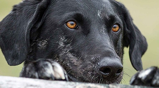 why-doesnt-my-dog-socializing-540x300