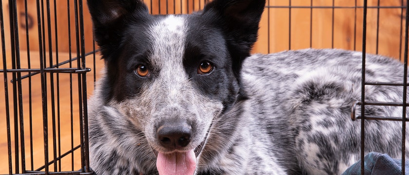 A happy black, white and gray dog resting in their open crate, looking at the viewer.