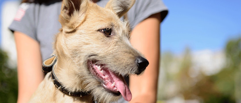 A puppy dog at a shelter looks happy to be spending time with the young, female volunteer. The dog is ready to be adopted.
