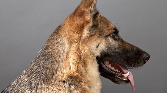 /sites/g/files/fnmzdf3076/files/2023-05/american-vs-european-german-shepherds-540x300.png