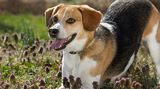 pedigree happy beagle field