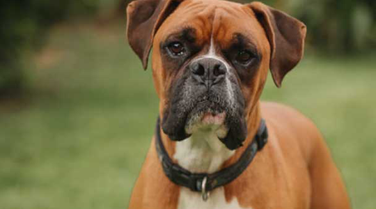 Boxers and Tail Docking: Your Questions, Answered