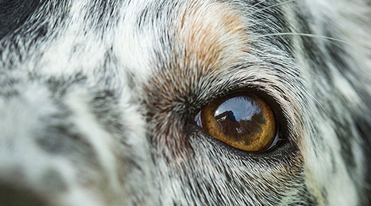 cleaning dog's face and eyes