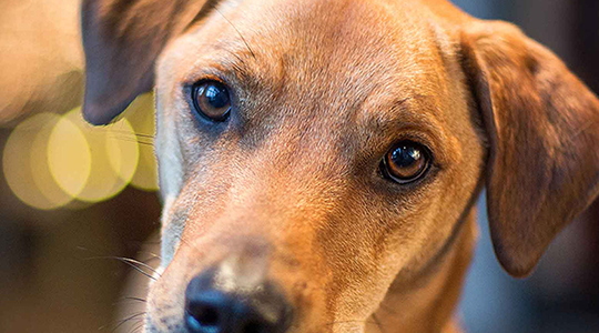 Common diseases in older dogs: Cushing's Disease