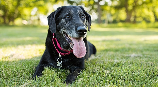 Black lab senior grass