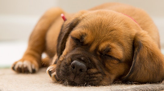 do-dogs-dream-540x300