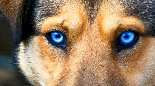 pedigree blue eyes dog header