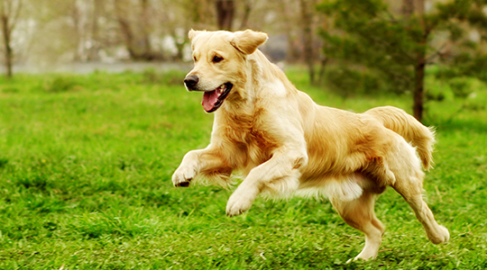 pedigree dog jumping