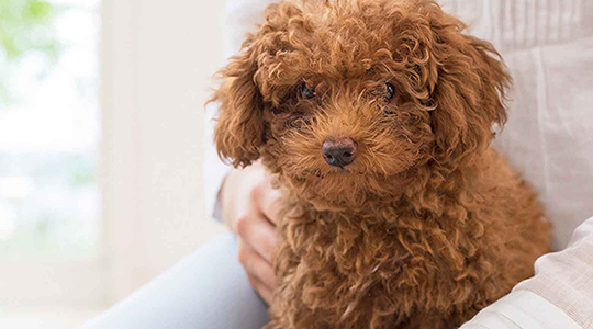 facts-every-toy-poodle-owner-should-know