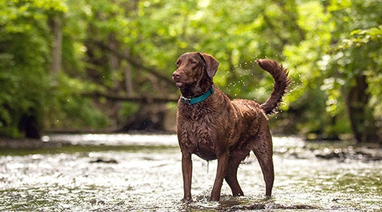 Health Risks for Labrador Retrievers