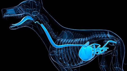 How Dogs Digest Food