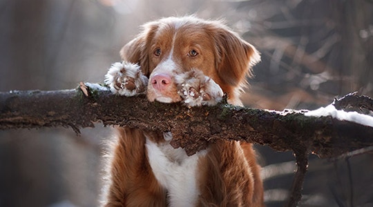 How to Protect Your Dog’s Paws in the Winter