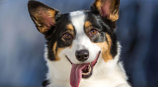 Idiopathic Vestibular Disease in Dogs