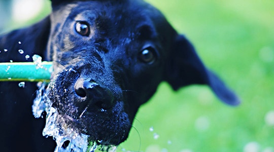 Keeping Your Canine Cool This Summer