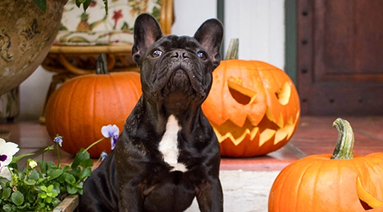 Stop Halloween From Spooking Your Dog