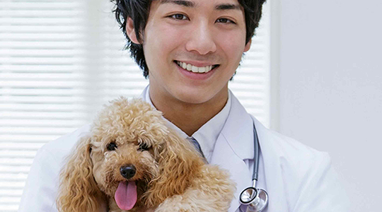 pedigree-veterinarian-toy-poodle-header-940x444