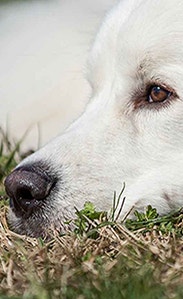 /sites/g/files/fnmzdf3076/files/2023-05/common-diseases-older-dogs-loss-appetite-540x300.png