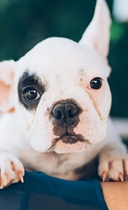 /sites/g/files/fnmzdf3076/files/2023-05/facts-about-spaying-and-neutering-540x300.png