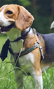 /sites/g/files/fnmzdf3076/files/2023-05/puppy-nutrition-101-what-should-you-feed-puppy-540x300.png