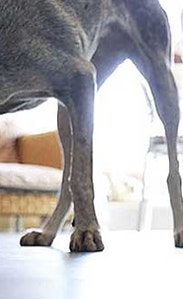 /sites/g/files/fnmzdf3076/files/2023-05/which-best-dry-dog-food-or-wet-dog-food-540x300.png