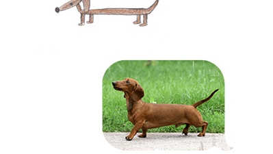 lucky dog 4